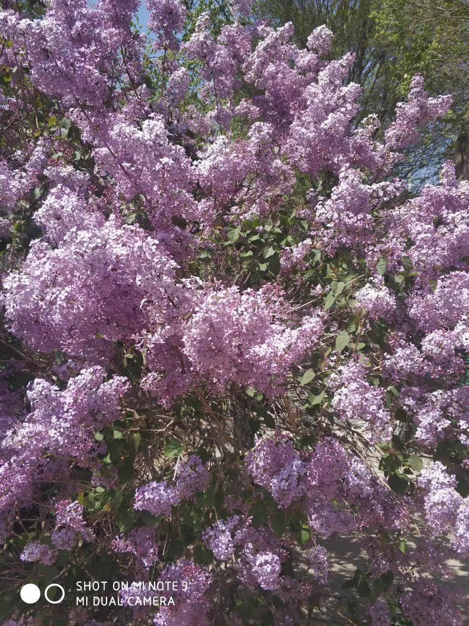 校园里的丁香花开了1.jpg